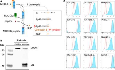 Pharmacodynamic Monitoring of RO5459072, a Small Molecule Inhibitor of Cathepsin S